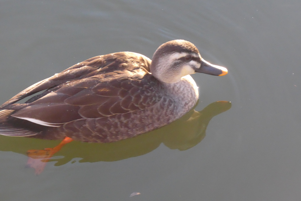 P1390443　カモさん