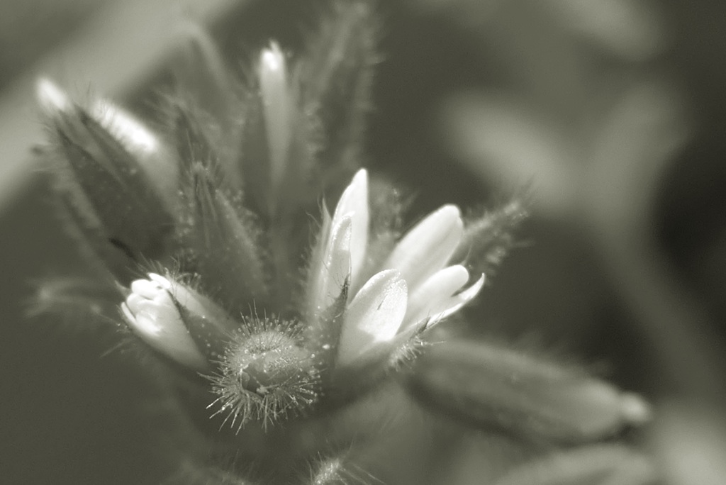 P1140144　野の花
