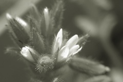 P1140144　野の花