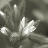 P1140144　野の花