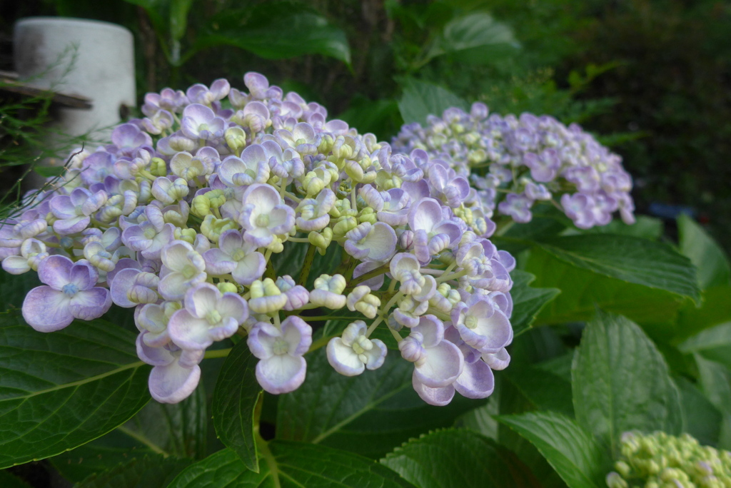 P1300434　ウズアジサイ