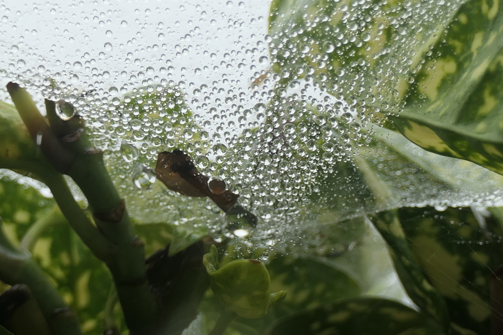 P1080829　蜘蛛の糸と雫