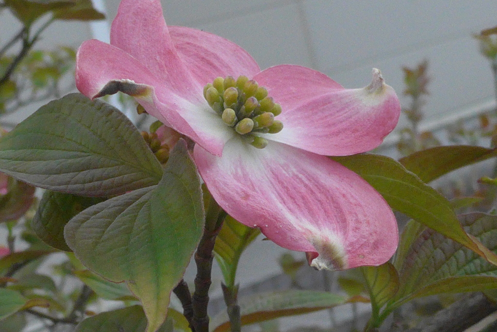 P1290944　ハナミズキ