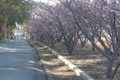 P1340869　河津桜の散歩道