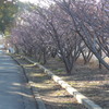 P1340869　河津桜の散歩道