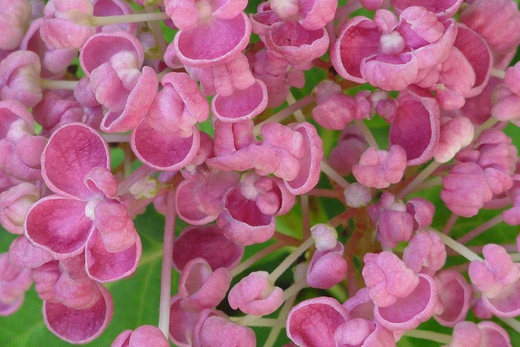 P1300457　オタフクアジサイ