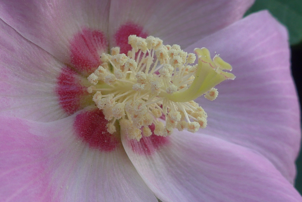 P1360776　芙蓉