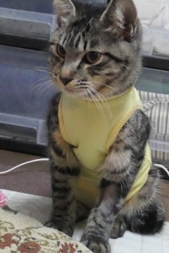 P1080946　経過良好