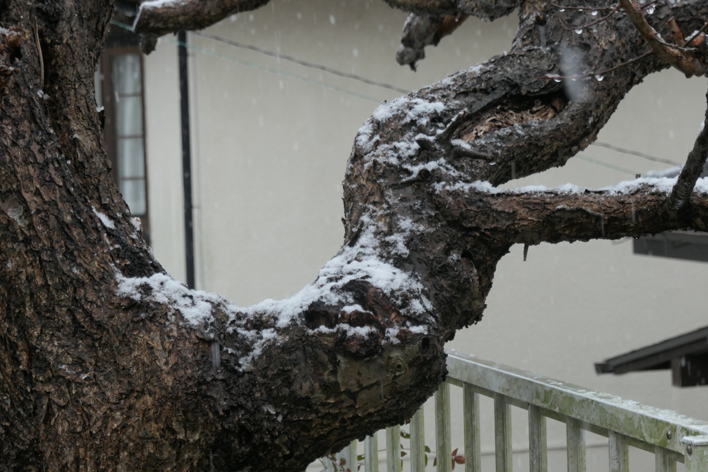 P1023217　雪が降りました