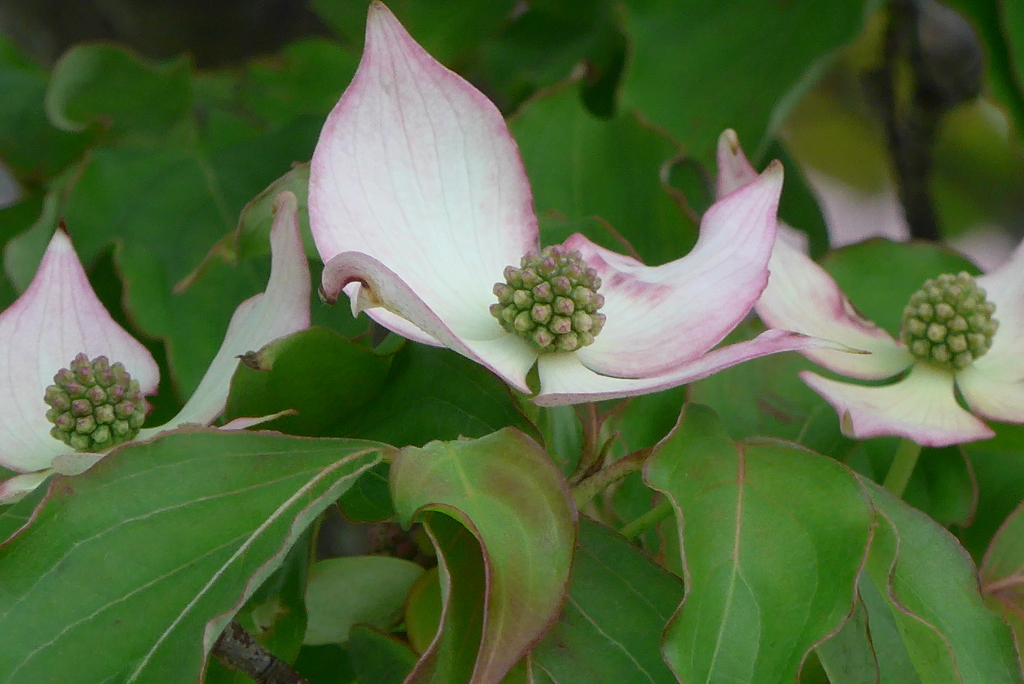 P1270071　友情（花言葉）