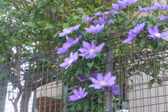 P1380347　クレマチス