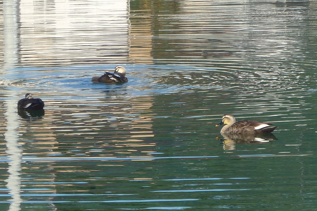 P1390147　微妙な距離