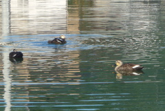 P1390147　微妙な距離