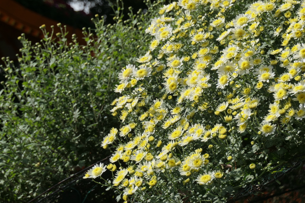 P1069439　菊