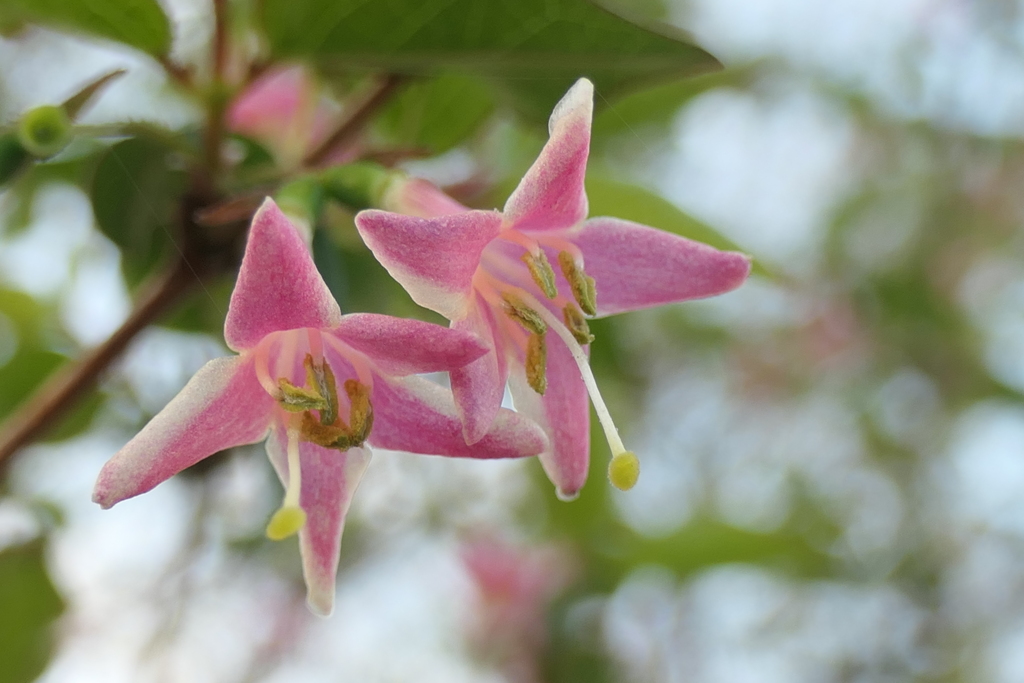 P1001158　カワイイお花