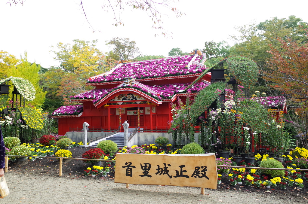 R0352085　三島楽寿園 菊まつり