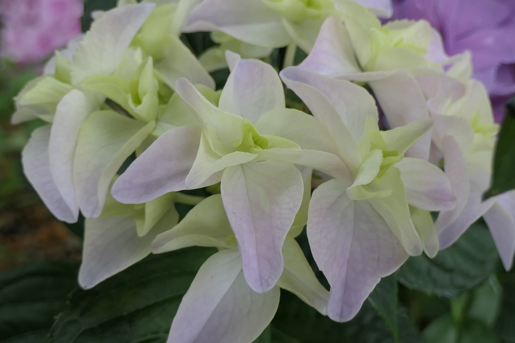 P1023900　可睡ゆりの園にて