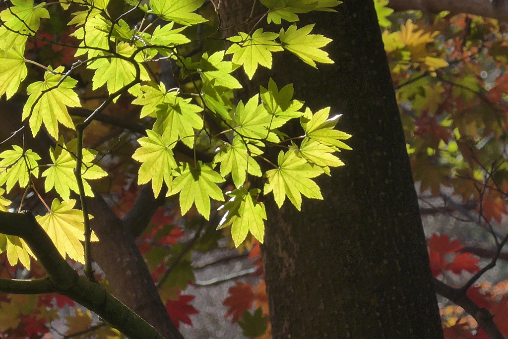 P1190286　修善寺虹の郷にて　～楓～