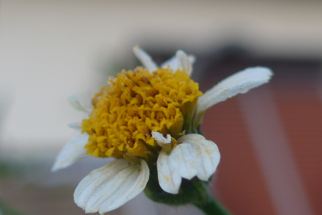 P1340308　野の花