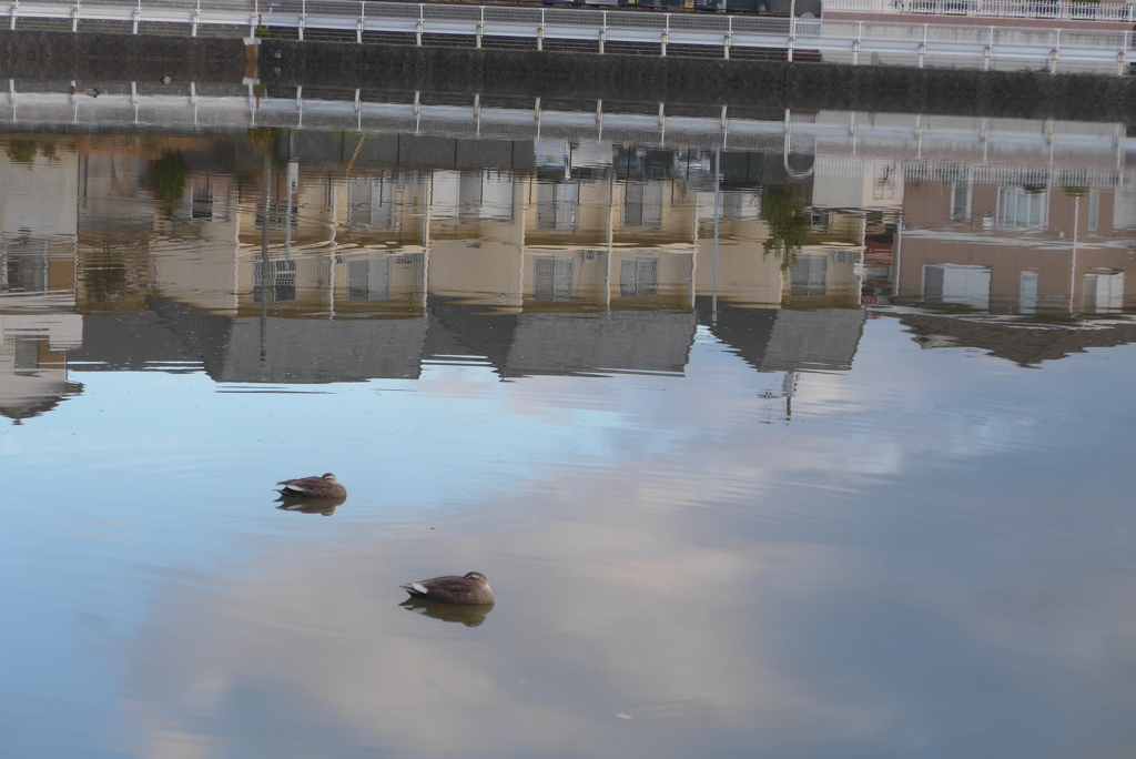 P1390356　静かな水面