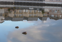 P1390356　静かな水面