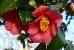 P1250971　椿