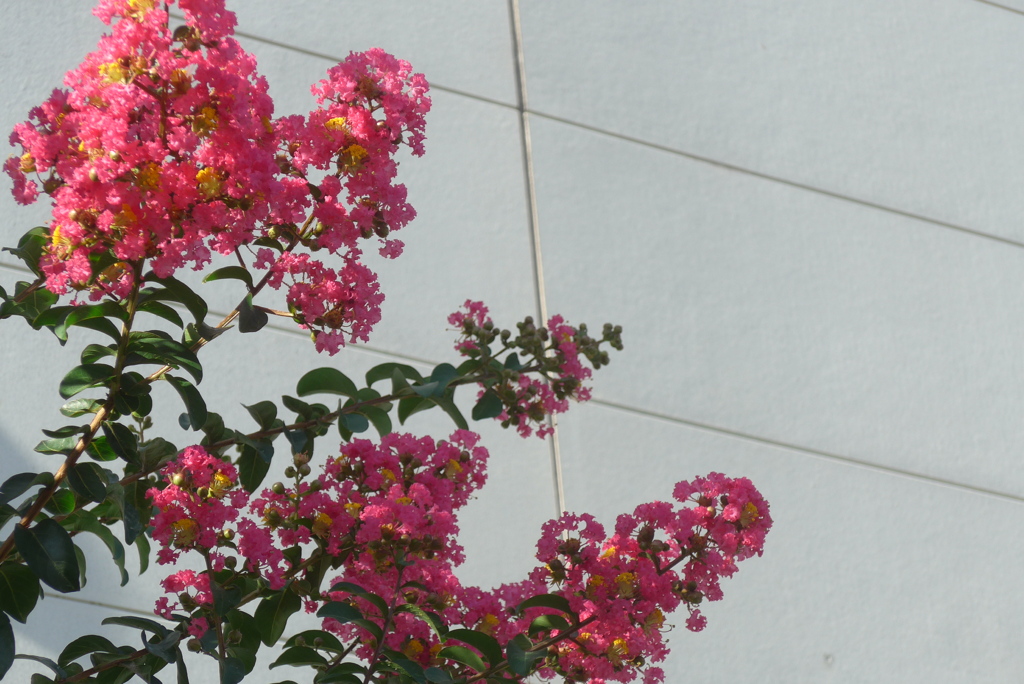 P1330910　百日紅