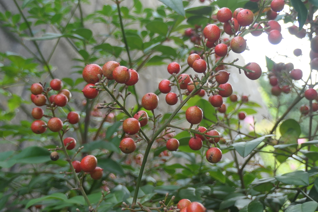 P1080913　ナンテン