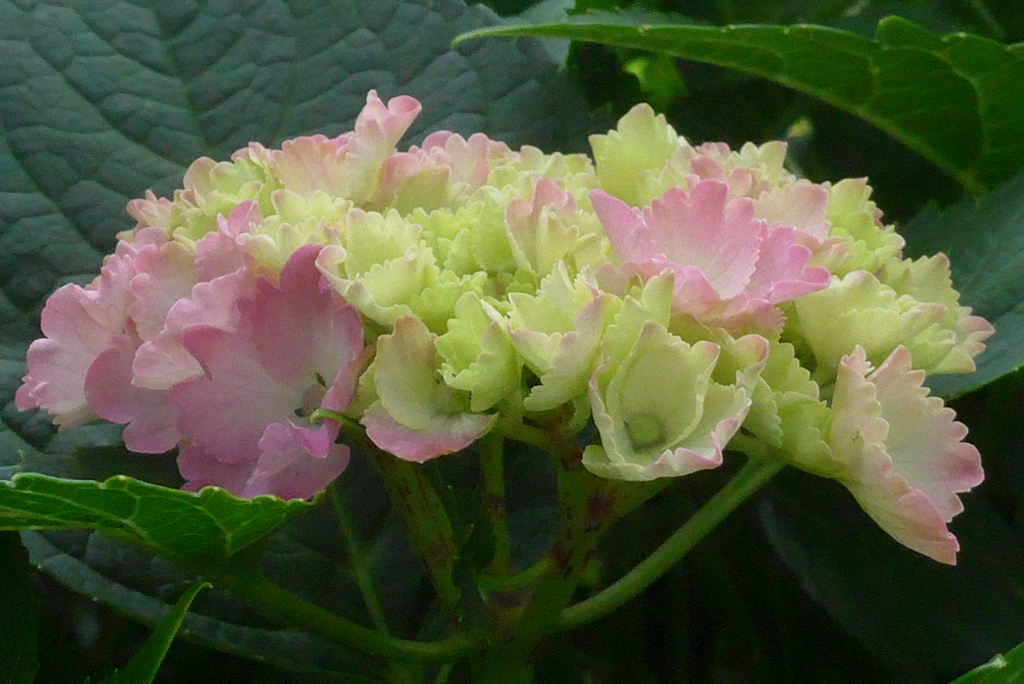 P1230249　公園の紫陽花