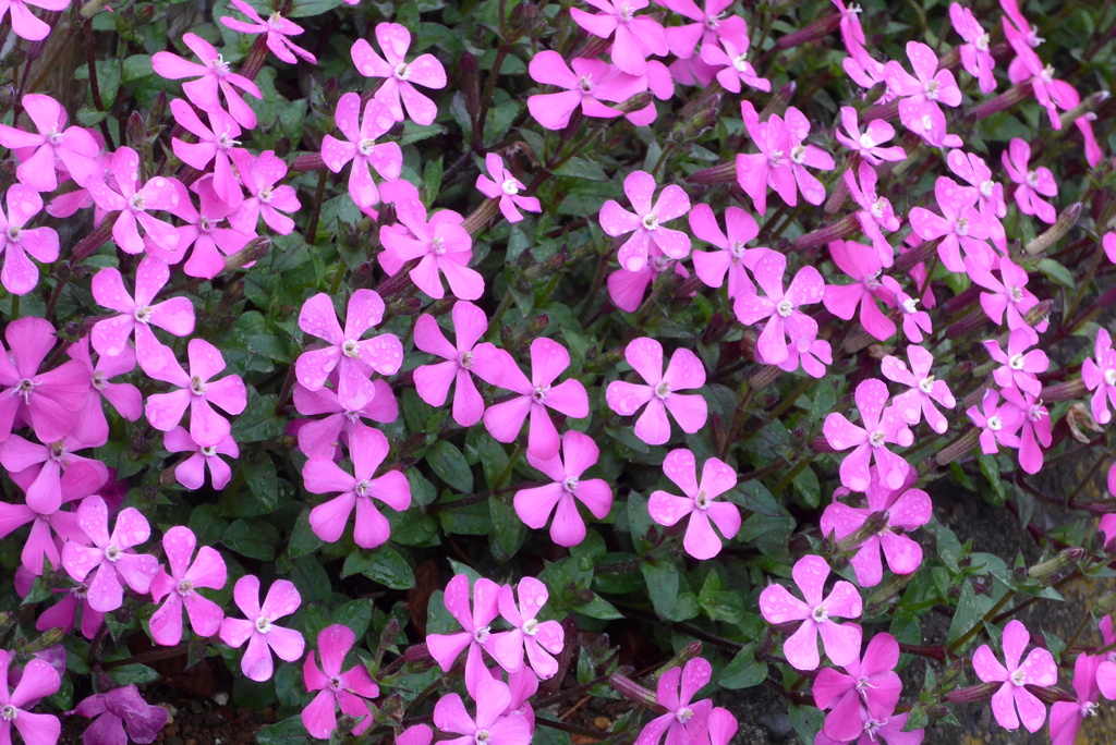 P1260270　足元にも春色