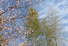 P1290482　竹と桜