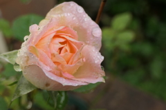 P1068888　雨上がりのミニバラ