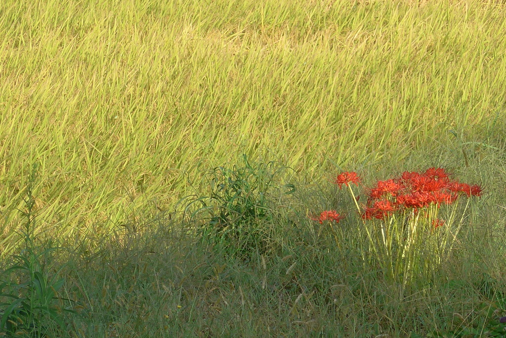 P1180322　秋の田んぼ