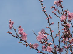 P1070971　はなもも