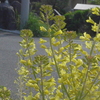 P1320547　ハボタンの花