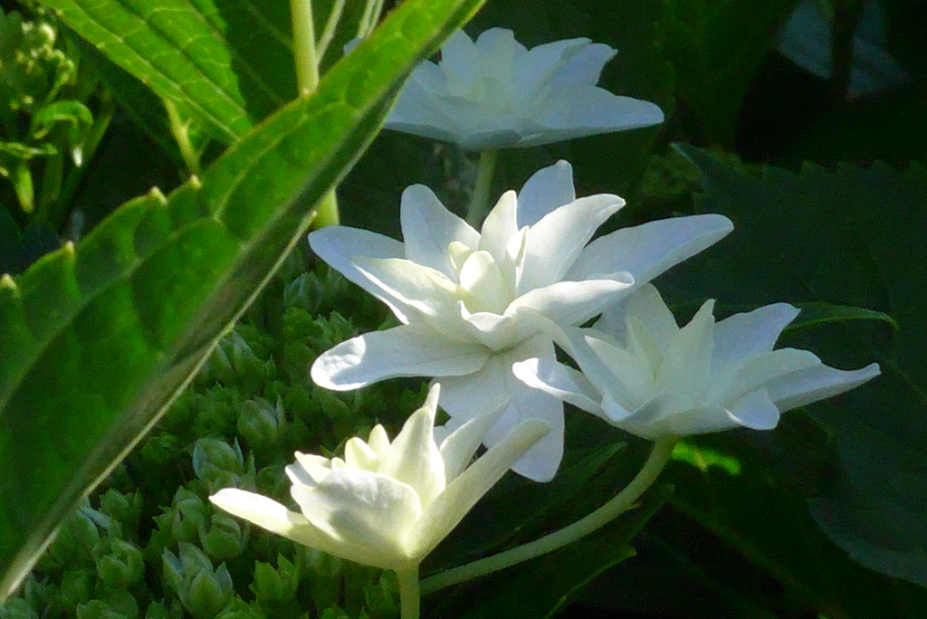 P1220954　朝の光に