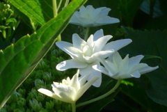 P1220954　朝の光に