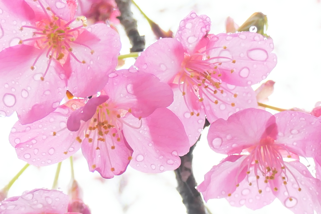 P1000761　雨の河津桜