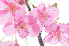 P1000761　雨の河津桜