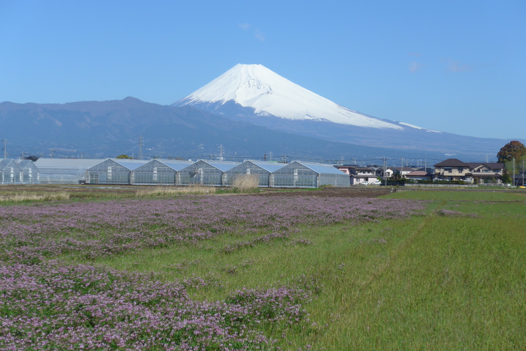 P1210944　4月19日 今日の富士山とレンゲ畑