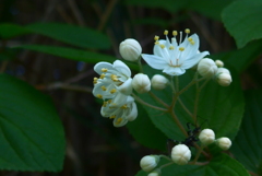 P1380364　ウツギ