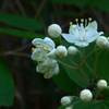 P1380364　ウツギ