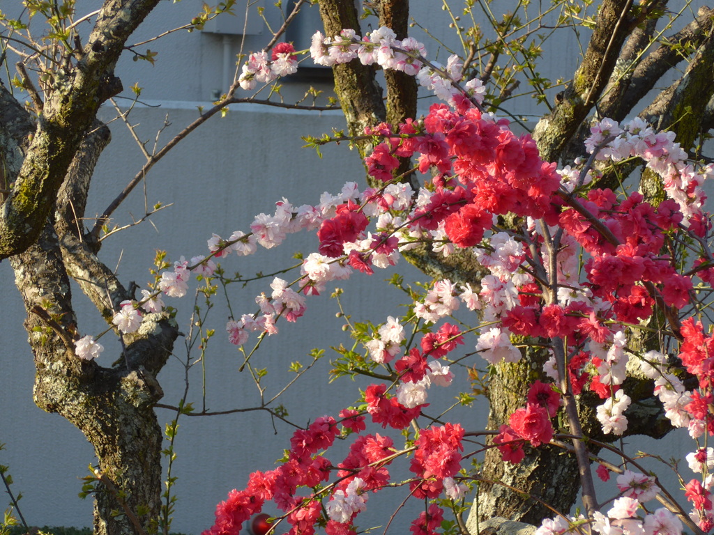 P1140453　華やいで…