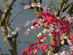 P1140453　華やいで…