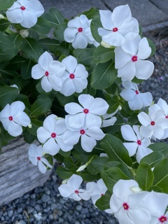 IMG_0249　ニチニチソウ