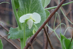 P1200235　エンドウの花