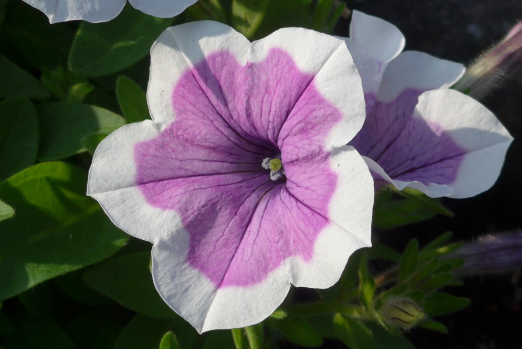 P1330614　素敵なレディ