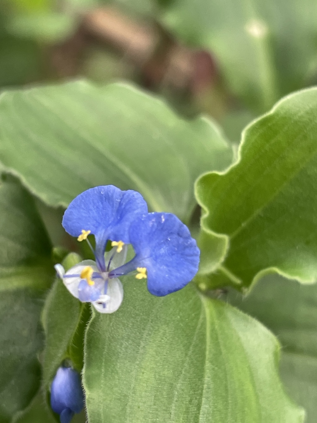 IMG_0271　マルバツユクサ