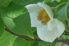 P1230524　ヒメシャラ