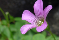 P1150101　輝く心